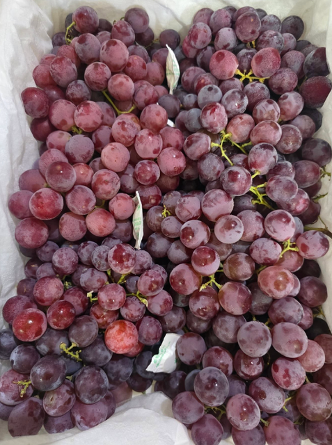 Refreshing Taste Premium Fresh Red Grapes | Export Quality Fresh Sweet Grapes 5kg Bags On Sale - Image 3