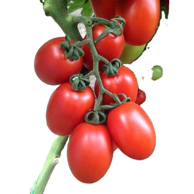 Oblate shape for fresh tomato verities in south africa Color Red Type Tomato Shape Round Content n/a Style Fresh Address - Image 1