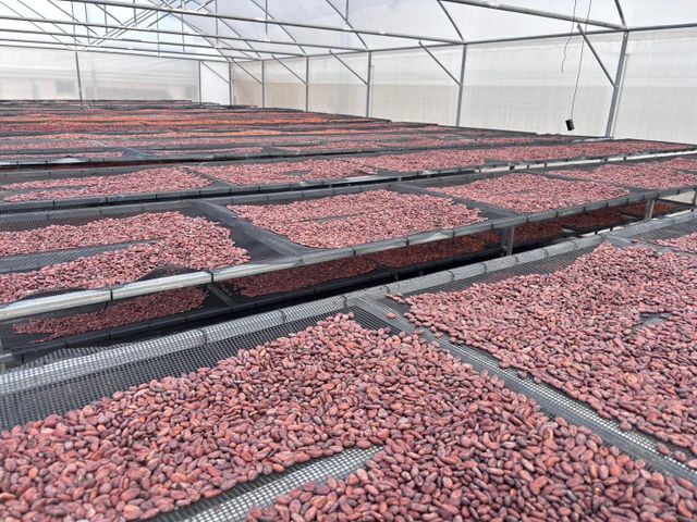 Cocoa Beans - Image 3