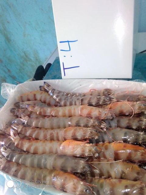 Frozen Raw Shrimp — PD (Peeled & Deveined, Tail-off) — Wild-Caught Atlantic - Image 1