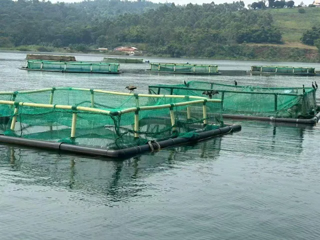 Floating fish cage diameter10m/circular cage, 5*5m/square - Image 3