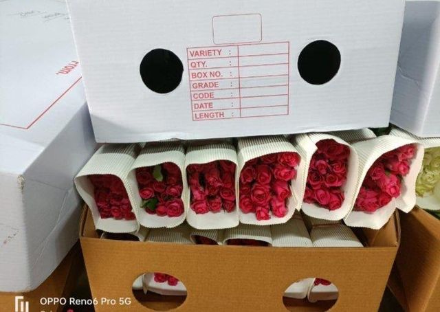 Fresh Cut Roses Grade Export Packaging Professional Harvest Frequency Daily Brand Name Govind Spiritual Flowers Source Location India's Largest Floriculture Park - Image 5