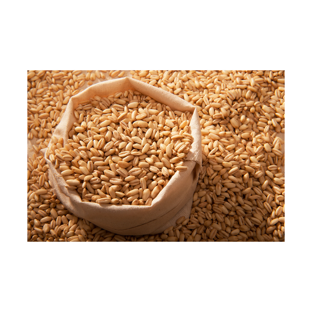 Wholesale barley grain bulk stock for breweries food and feed - Image 4