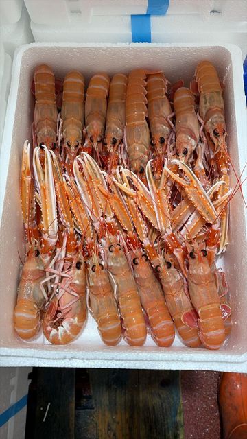 MOST RENOWNED NEPHROPS NORVEGICUS(LANGOUSTINE/SCAMPI) EXCEPTIONAL SEAFOOD WHOLE LOBSTER ON SALE - Image 3