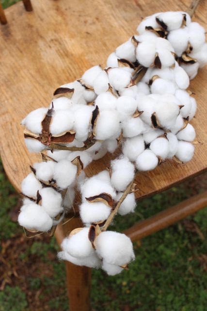 High Quality Organic Raw Cotton Supplier at Latest Discounted Price on Bulk Order - Image 3