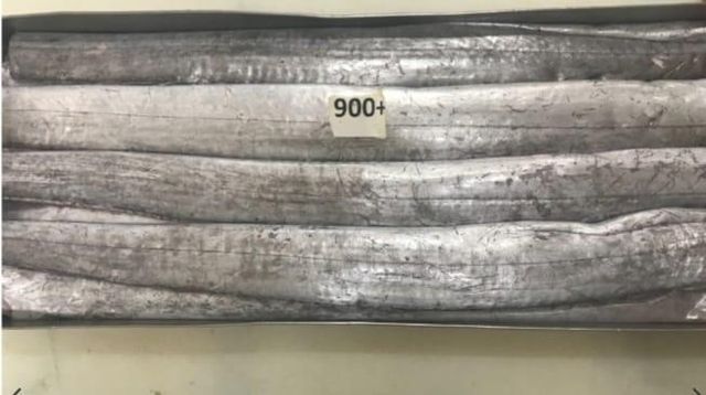 Premium Frozen Ribbonfish HGT Cut HGT Form HGT Origin Senegal Packaging 10kg net Freshness Level Frozen Place of Origin Sengal, dakar - Image 4