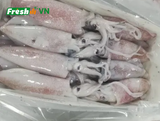 Frozen Loligo Squid - Image 3