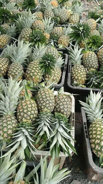 IQF Frozen Pineapple Coliform 10 Color Light Yellow E.coli Not Detected Shelf Life 24 Months Brix Level Minimum 10 Place of Origin Viet Nam - Image 3