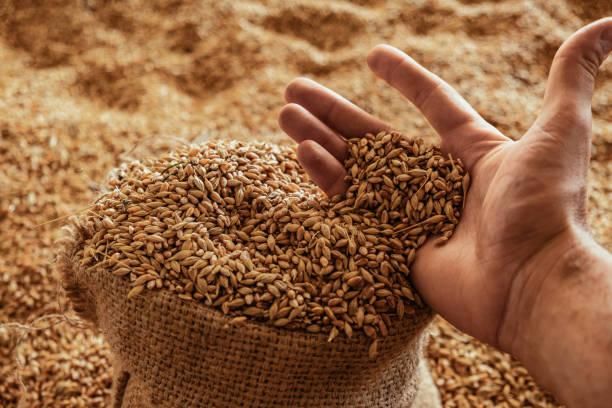 High-Quality Food Grade Wheat — Bulk & Bagged Supply for Milling and Human Consumption - Image 4