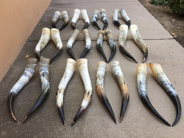 Paired Cow Horns - Image 1