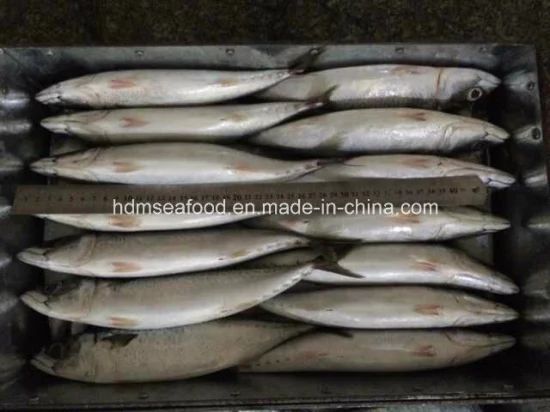 New Land Fish Pacific Mackerel (25cm+) Gw 10kgs Nw 9.5kgs Model NO. M Style Whole Origin China Processing Bqf Packing Way - Image 1