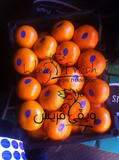 Mandarin - Image 5
