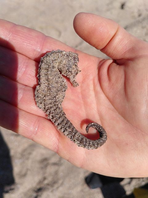 Fresh Stock Dried Sea Horse Premium Selection For Collectors Retailers And Wholesale Price With Trusted Quality - Image 2