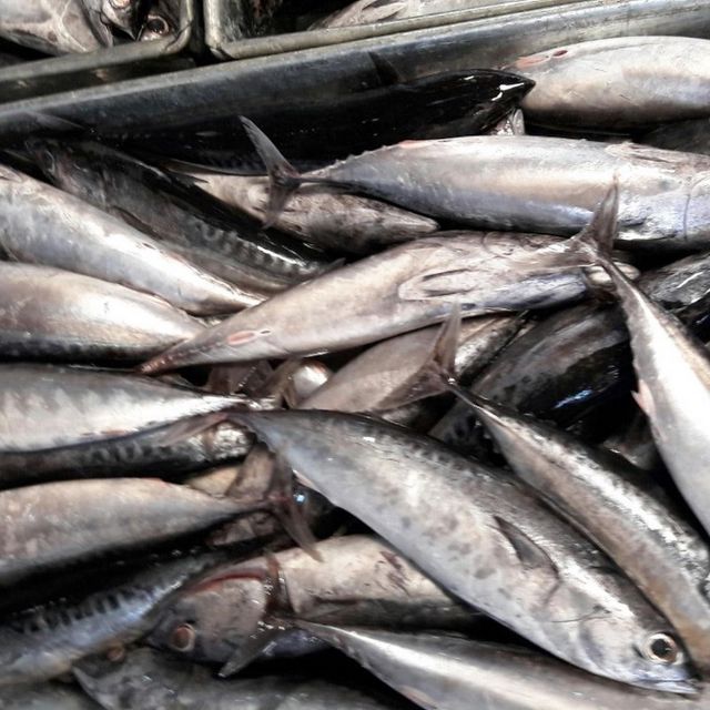 Frozen Tuna Fish Premium Bulk Seafood Selection With Excellent Protein Content And Remarkable Ocean Fresh - Image 4