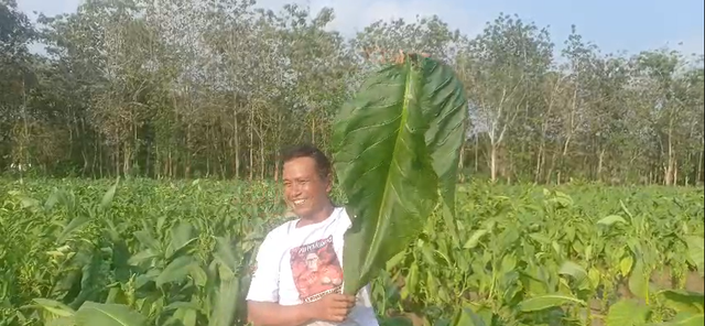 TOBACCO LEAVES - Image 3