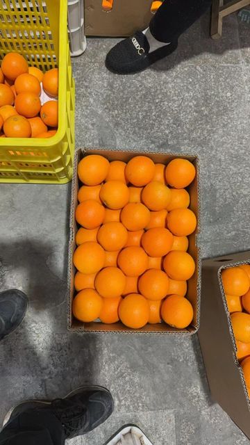 Chinese Citrus (Navel Orange) - Image 3