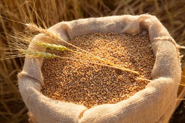 High-Quality Food Grade Wheat — Bulk & Bagged Supply for Milling and Human Consumption - Image 1