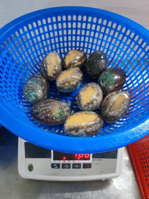 Frozen Boiled Abalone - Image 4
