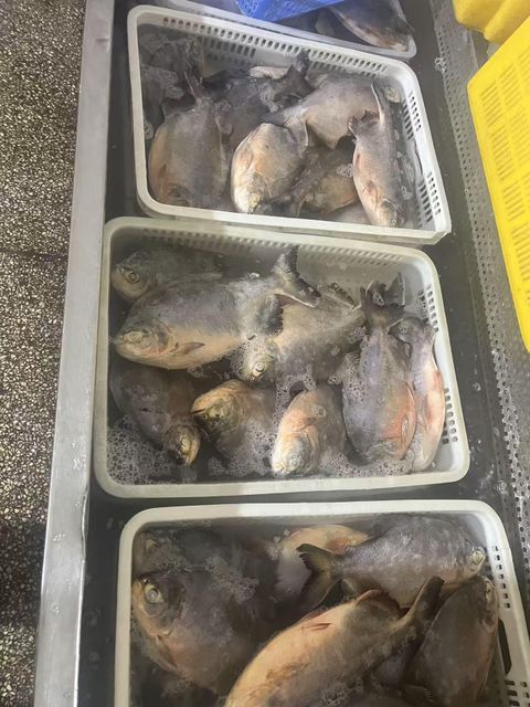 IQF frozen Red Pacu - Image 4