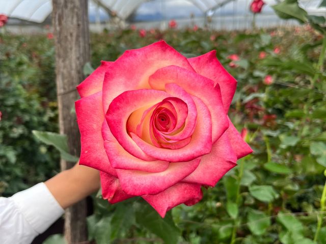 Fresh cut roses from Ecuador Origin Ecuador Seasonality Summer Grade Export grade Packaging As needed Freshness Level Export Grade - Image 1