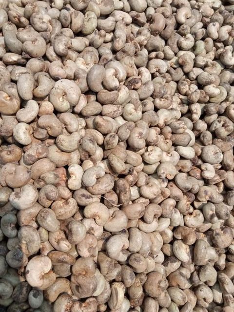 Raw cashew - Image 3
