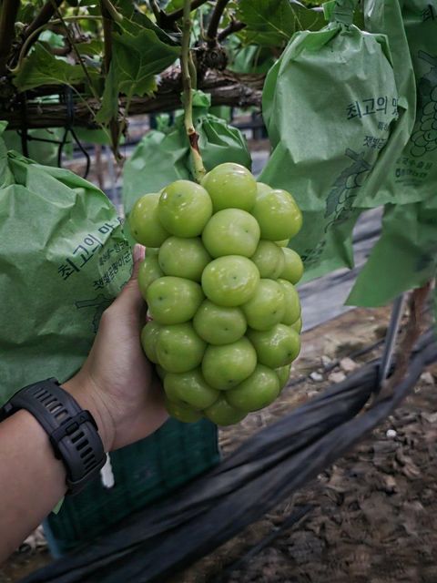 Premium Korean Shine Muscat Grapes – product photo 4, product detail gallery