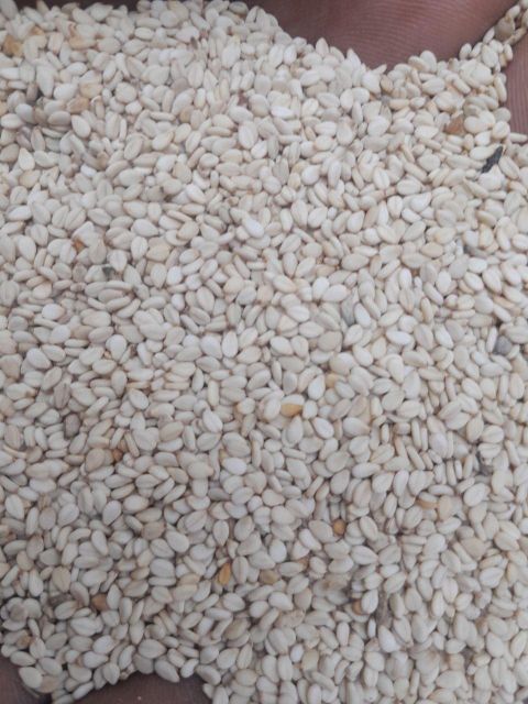 WHITE SESAME HUMERA TYPE – product photo 1, product detail gallery