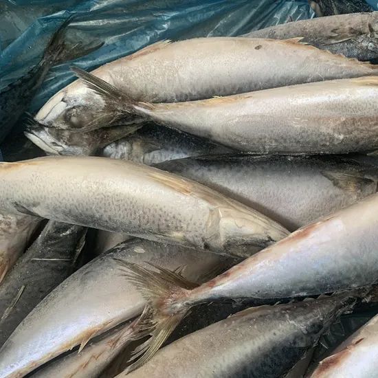 Quality Frozen Mackerel Fish for Export Style Whole Origin China Trademark OEM Processing IQF HS Code 030354 Model NO. frozen fish - Image 2
