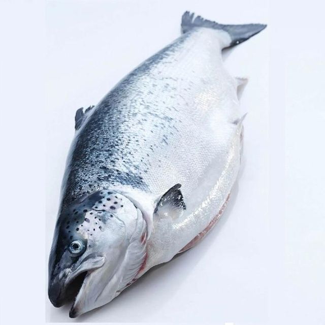 Fresh Norwegian Salmon Chilled Atlantic Fish Selection For Wholesale Seafood Supply And Fresh Market Demand - Image 4