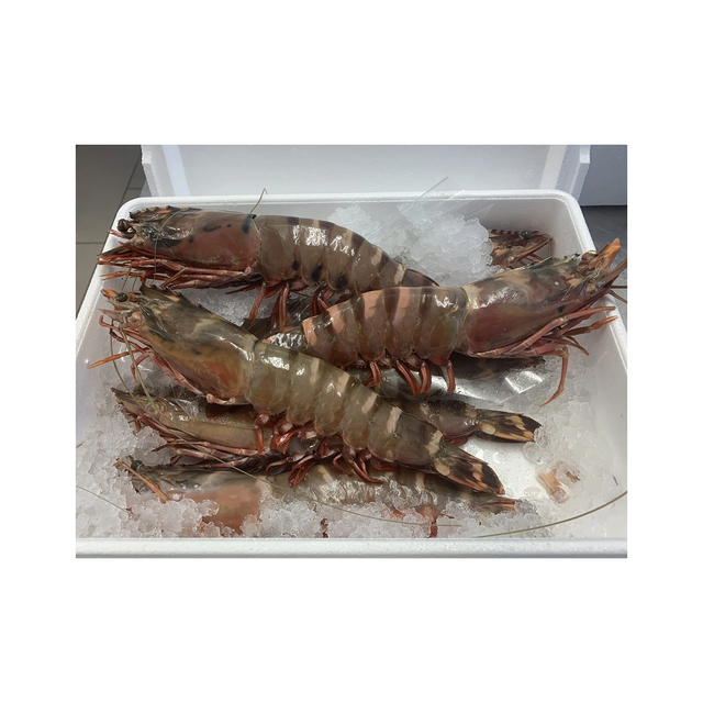 Wholesale giant tiger prawn bulk supply low price natural fresh prawns - Image 4