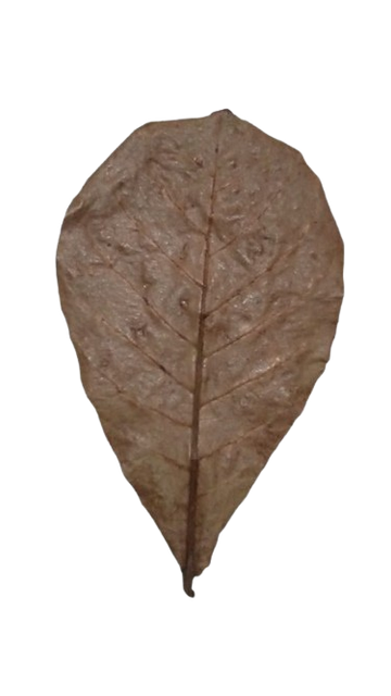 Dried Catappa Leaves Grade A+ Grade A+ Max. Moisture (%) 1% Source Tree Terminalia Catappa Drying Process Naturally sun/air-dried - Image 2