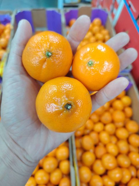 FRESH NADORCOTT MANDARINS FOR SALE!! CLASS 1 EXPORT QUALITY NADORCOTT MANDARINS FOR EXPORT – product photo 4, product detail gallery