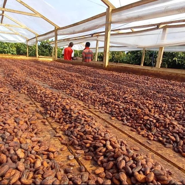 Certified Organic Cocoa Beans Roasted and Dried Cacao Beans Packed in Bag whatsap +255787979235 - Image 4