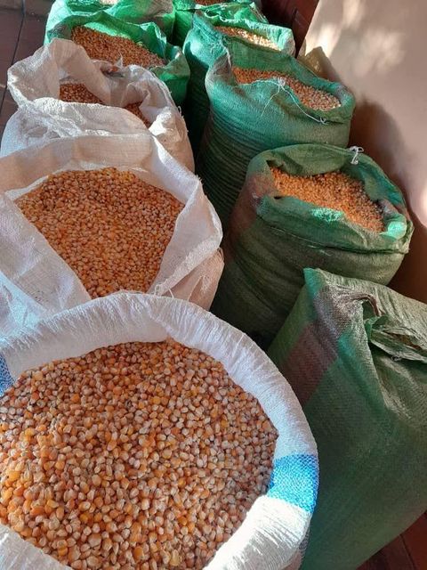 Maize - Image 4