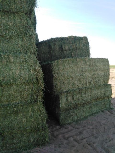 Premium Egyptian Alfalfa Hay Bales - Image 4