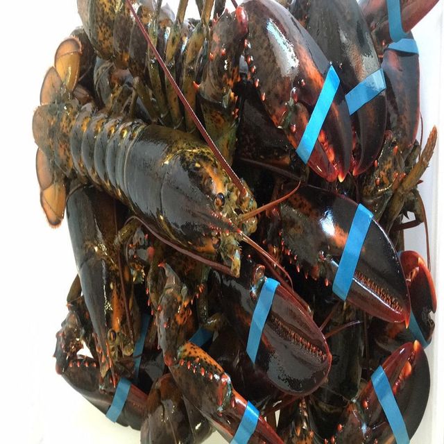 Frozen Fresh Lobsters Carefully Preserved To Maintain Natural Taste Firm Structure And Preferred Export Condition - Image 4