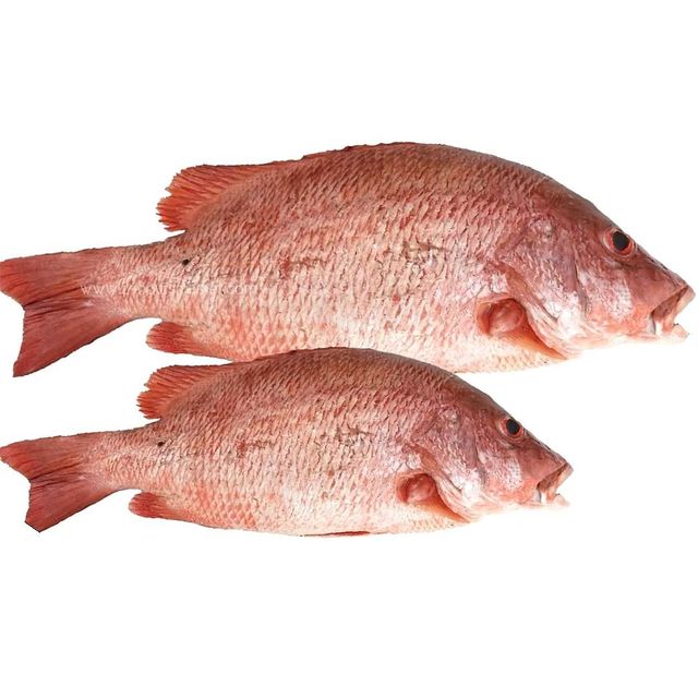 Buy Frozen Red Fish Pargo Premium Quality Fresh Catch at Wholesale Price with Fast Delivery Worldwide - Image 5