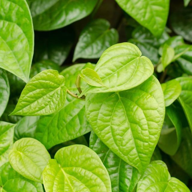 Betel Leafs - Image 1