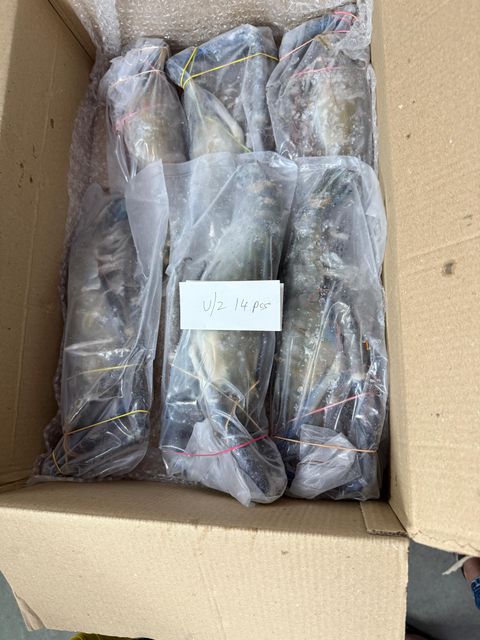 Scampi Prawns Origin India Quality Grade 1st Minimum Order 5000 Kg Minimum Order Quantity 5000 Kg Packaging IWP 10 Kg Carton, Iwp 10 Kg Carton - Image 2