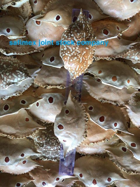 Premium Dried Crab Shell Eco- Friendly for Stuffing & Decoration - Image 4