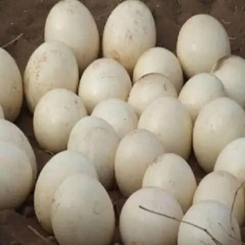 Best Quality Ostrich Eggs Wholesale Price Hot Selling Natural Eggs Direct From Farm Factory Price Supply - Image 2