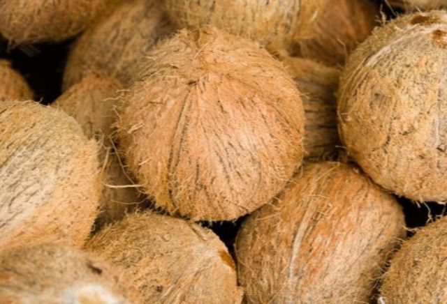 matured browned coconuts - Image 1