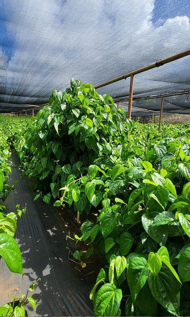 Fresh Betel Leaves - Image 1