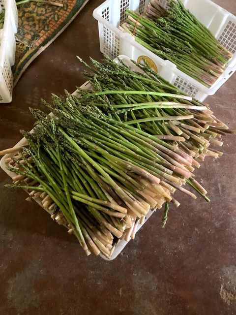 Fresh green Asparagus competitive price supplier From tanah Karo North Sumatra - Image 4