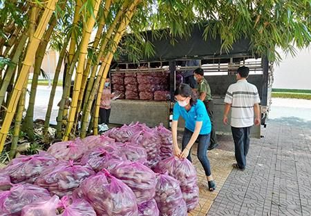 100% Fresh Purple Sweet Potatoes Fresh Style COMMON Potato With Best Price High Quality - Image 6