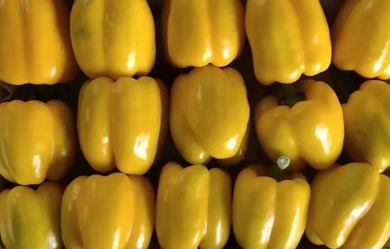 Fresh Bell Pepper in Green Red Yellow Color From China for Export Directly - Image 1