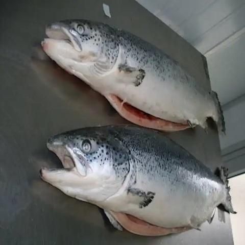 Fresh Norwegian Salmon High Protein Atlantic Seafood For Fresh Fish Counters And International Buyer Demand - Image 3