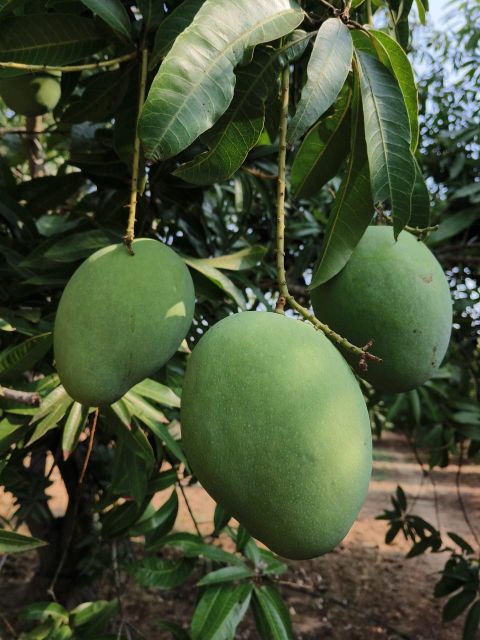 South Indian Mangoes – Thotapalli, Imam Pasand & Banginapalli - Image 3