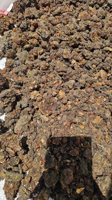 Commiphora holtziana know Us Hagar and Commiphora opoponox Features Organic Product Type Herbs Type Different grades Grade Grade A and Super - Image 3