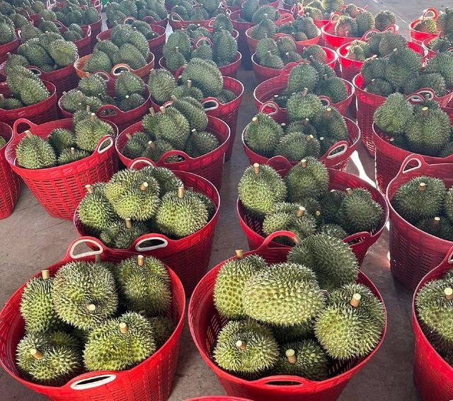 Premium Vietnamese Fresh & Frozen Durian Supply for Global Export - Image 3